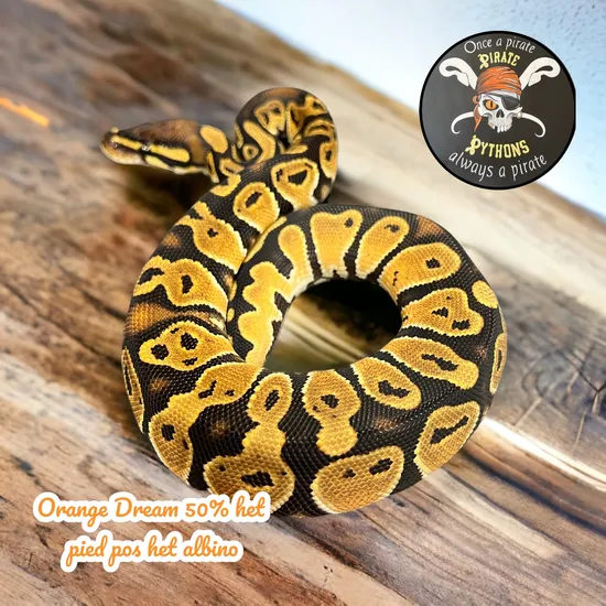 OD 50% Pos Het Pie Pos Het Albino Ball Python by Pirate Pythons