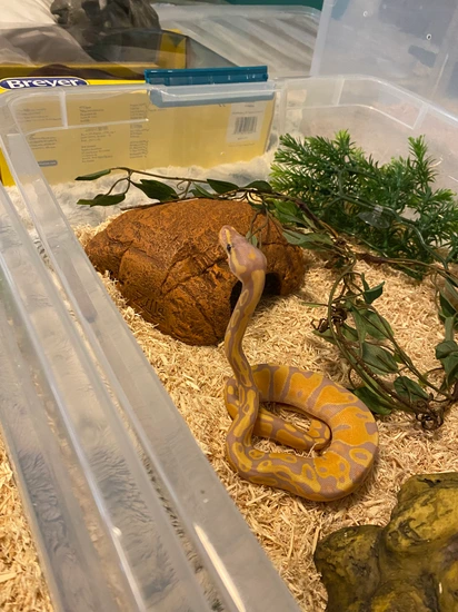 Tequila Ball Python Chiquita Ball Python by Treasure Coast Reptiles