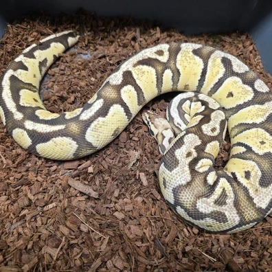 Od Ff Het Dg Hypo + Enchi Butter Dg Ball Python - unknown for sale from Tom Blackhurst Reptiles