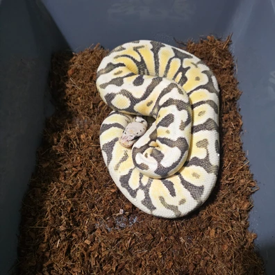 Spotnose Firefly Dg Het Clown Ball Python - female for sale from Tom Blackhurst Reptiles