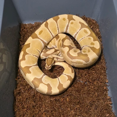 Monarch Ball Python - male for sale from Tom Blackhurst Reptiles
