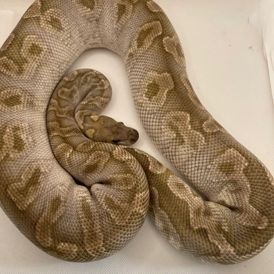 Ghi Mojave Clown Ball Python - female for sale from Triple7 ball pythons