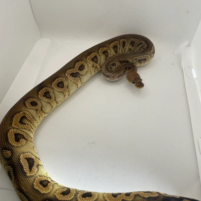 Black Pastel Hurricane Clown