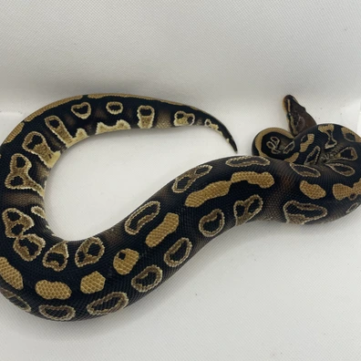 Wookie Blackhead Het Clown Het Hypo Ball Python - male for sale from Triple7 ball pythons