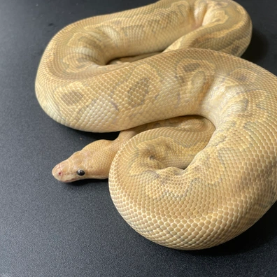 Black Pastel Hypo Clown