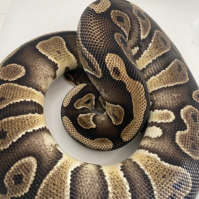 Wookie Het Clown Ball Python - female for sale from Triple7 ball pythons