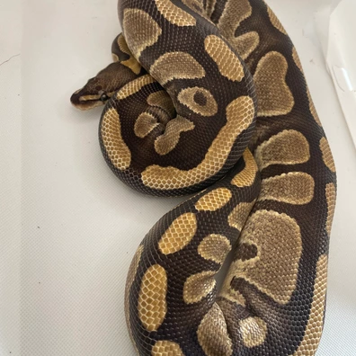 Wookie Enchi Ball Python - female for sale from Triple7 ball pythons