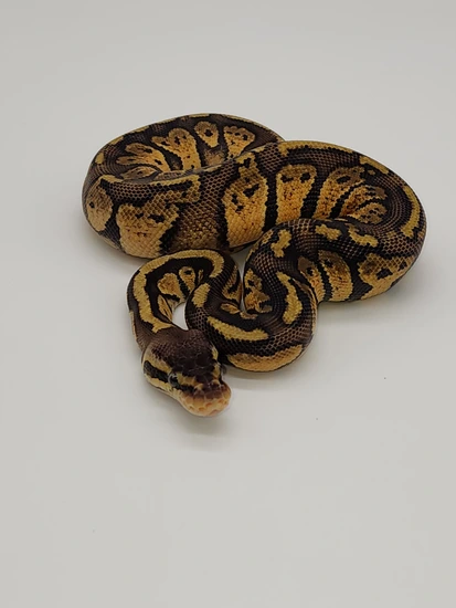 Grim Reaper Pastel Ball Python by Tropical Hut