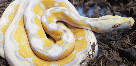 Lavender Albino Motley Het Genetic Stripe Q4F Reticulated Python by ...