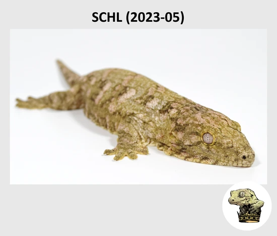 Cow Gecko Lieberman Super High Color Line X Holy Cow Leachianus Gecko by Troy's ...