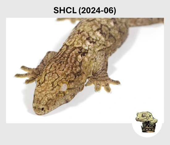 Cow Gecko Lieberman Line Super High Color Line X LL Holy Cow Leachianus Gecko by ...