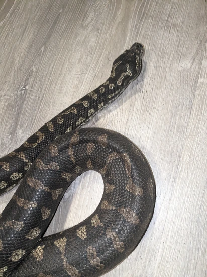 Ultra Tame Jungle Female Other Carpet Python by Truexoticswest