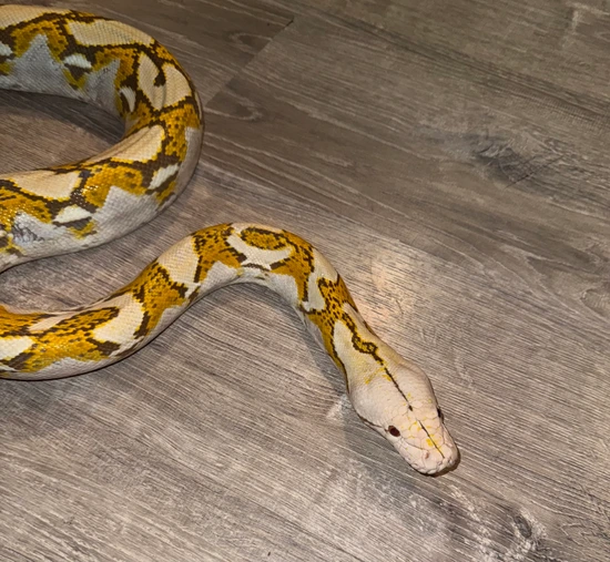 🥶Mochino🥶 Reticulated Python by Truexoticswest