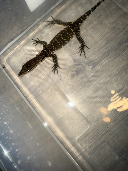 Water Monitor Baby by Truexoticswest