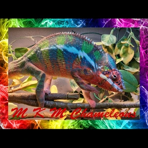 MKMChameleons - MorphMarket