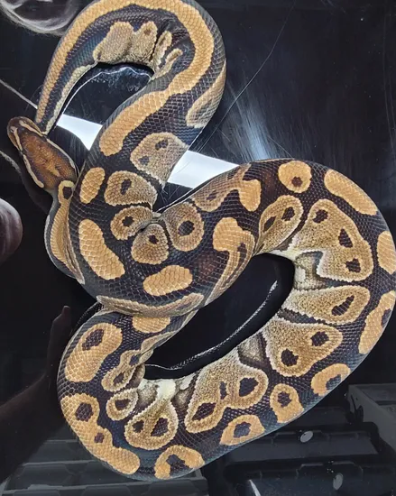 Poss Het Sunset RTB Ball Python by Best Dressed Balls