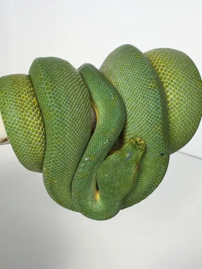 Canary X Biak Green Tree Python by TSK, Inc.