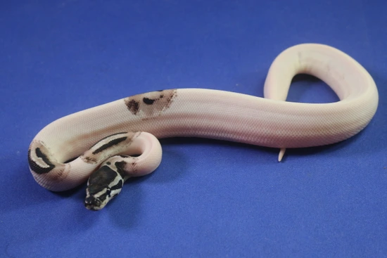 Lightning Pebald Ball Python by Ball Python Addiction
