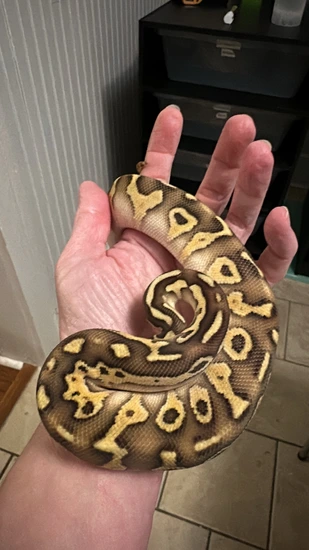 Pastel Enchi Lesser Ball Python by Galaxy Pythons