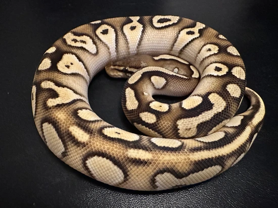 Orange Dream Yellowbelly Mojave Ball Python by Galaxy Pythons