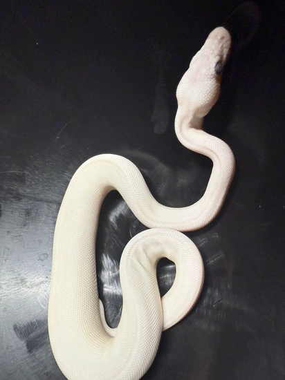 Blue Eyed Leucistic Lesser/butter Ball Python by Coil & Conquer