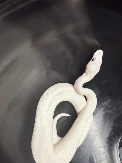 Blue Eyed Lucy Lesser/butter Ball Python by Coil & Conquer