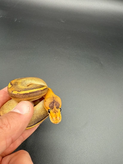 Pastel Champagne Enchi Ball Python by Coil & Conquer