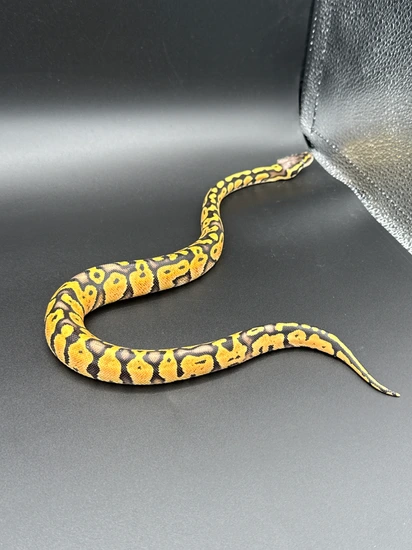 Pastel Yellow Belly Ball Python by Coil & Conquer