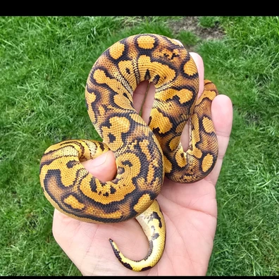 Stranger Clown Poss Het Hypo Plus?