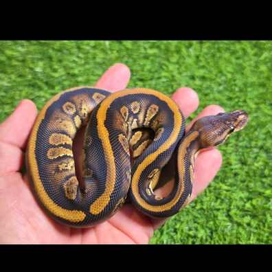 Stranger 100%Het Clown