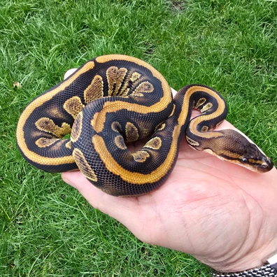 Stranger 100% Het Clown Plus