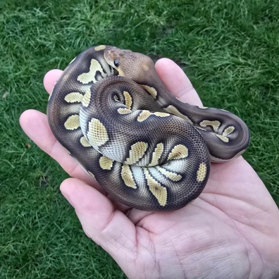 Super Chocolate Yellow Belly Mojave Clown