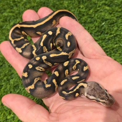Super Chocolate Het Clown