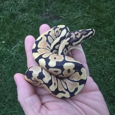 Spotnose Desert Ghost 50% Het Clown