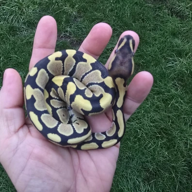 Desert Ghost 50% Het Clown