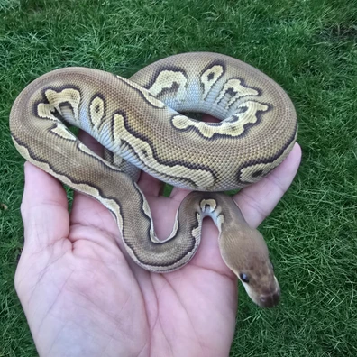 Blackhead Chocolate Mojave Yellowbelly Clown