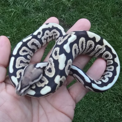 Black Pastel Spotnose Desert Ghost 50% Het Clown
