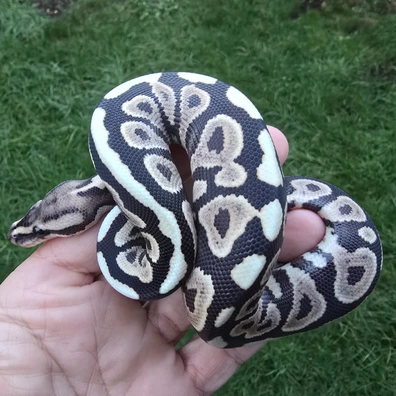 Black Pastel Spotnose Desert Ghost 50% Het Clown