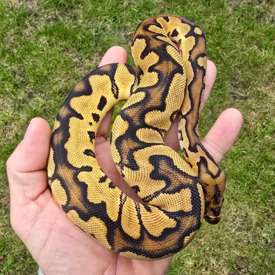 Chocolate Red Stripe Clown Poss YB Ball Python - female for sale from Turnballspythons