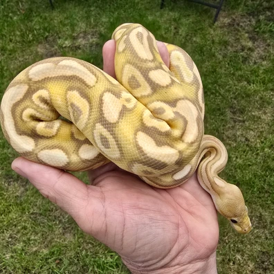 Banana Cypress Crypton Poss Chocolate Or Black Pastel Ball Python - male for sale from Turnballspythons
