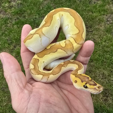 Enchi Butter Clown Ball Python - male for sale from Turnballspythons