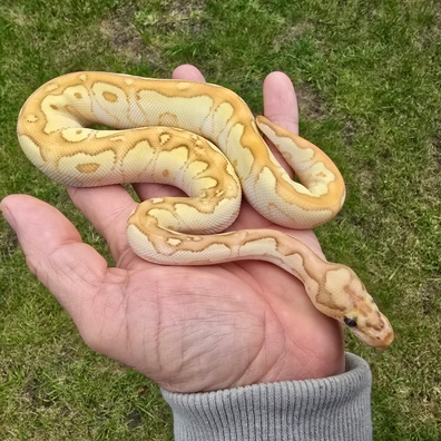 Cypress Butter Clown Poss Special Ball Python - male for sale from Turnballspythons