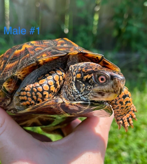 Male Eastern Box Turtle’s by CS Tortugas & Serpents