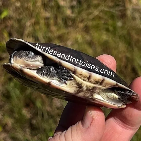 Toad With Turtle Shell Gibba Toad Head Turtles (Mesoclemmys Gibbus) CB 2021 Side-Necked Turtle ...