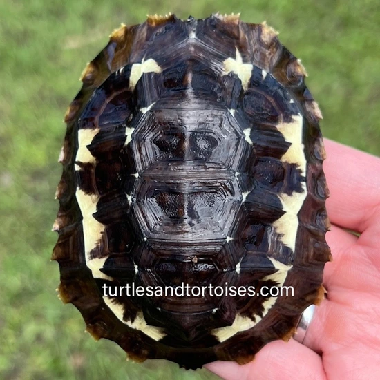 SUMMER SALE - Home's Hingeback Tortoises (Kinixys Homeana) CB 2022 Home ...