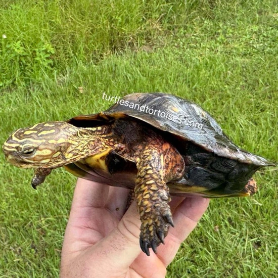 Colima Wood Turtles (Rhinoclemmys Rubida Perixantha) CB 2019 Female by ...