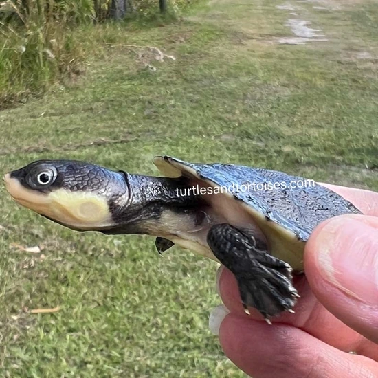 Toad With Turtle Shell Guyanan Toad Headed Turtles (Mesoclemmys Nasuta) CB 2024 - Irregular ...