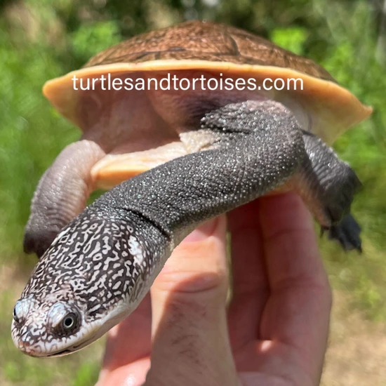 CYBER MONDAY SALE - Parker's Snake Neck Turtles (Chelodina Parkeri) CB ...