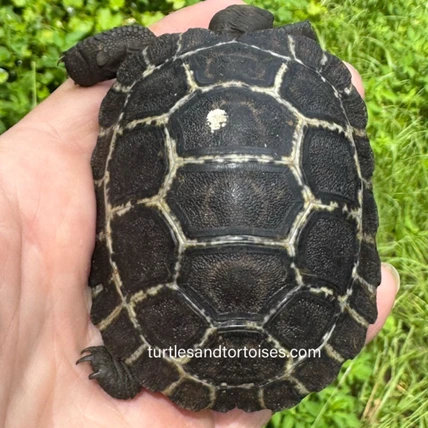 新品　CALMA STORE 38灯 Skelton Tortoise 新品 CALMA STORE 38kt Skelton Tortoise 38灯