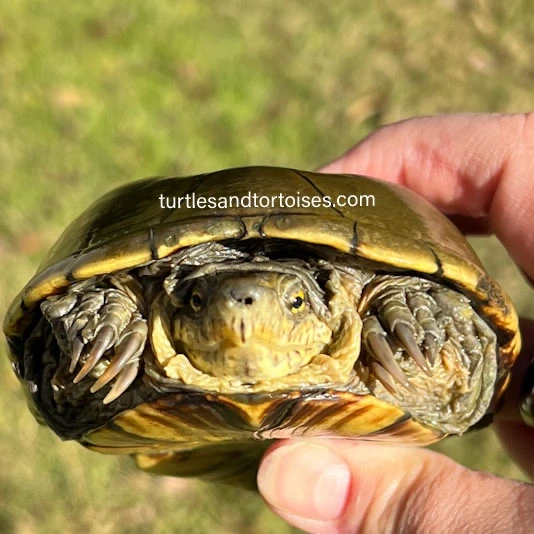 Yellow Mus Turtle Yellow Mud Turtles (Kinosternon Flavescens) LTC Adult Males Mud & Musk ...